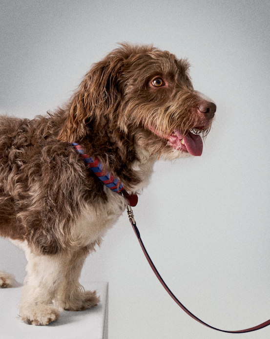 TYRO STREET LEASH