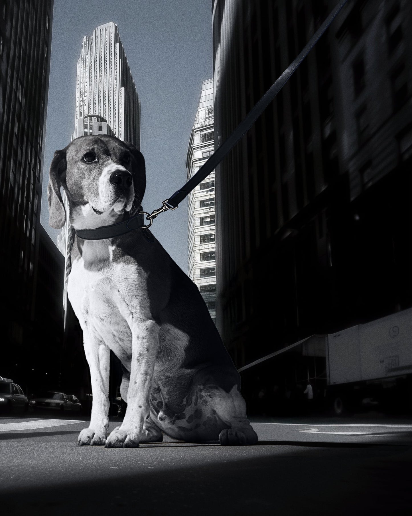 TYRO HANDS FREE LEASH