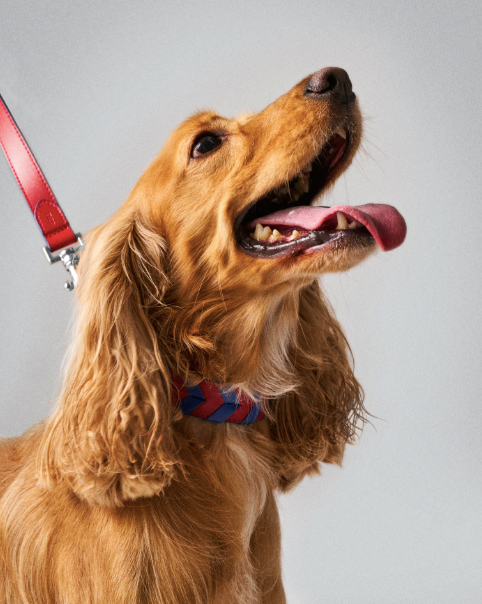 TYRO HANDS FREE LEASH