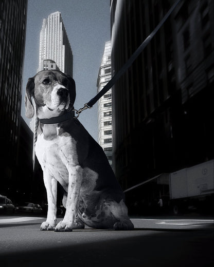 TYRO HANDS FREE LEASH