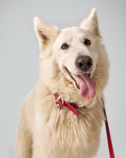 TYRO HANDS FREE LEASH
