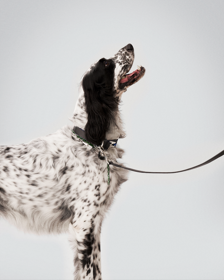 TYRO STREET LEASH